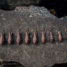 f9824ebd5a82293b7fdeb7f71345c306.jpg